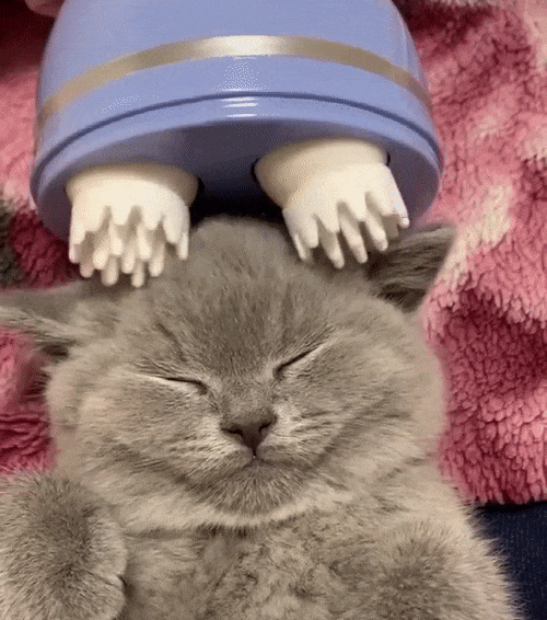Electric Cat Massager - Pawsyhome