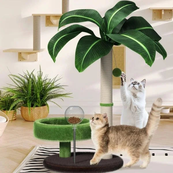 cat scratching