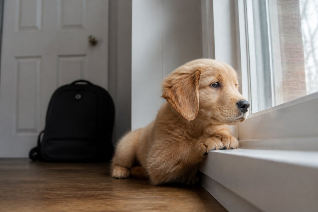 Cómo evitar la ansiedad por separación en cachorros: guía 2026