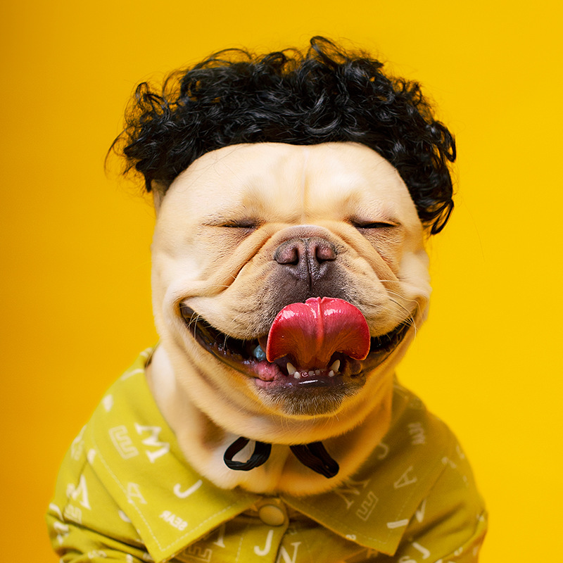 Peluca Divertida para Mascotas – Accesorio Suave para Perros