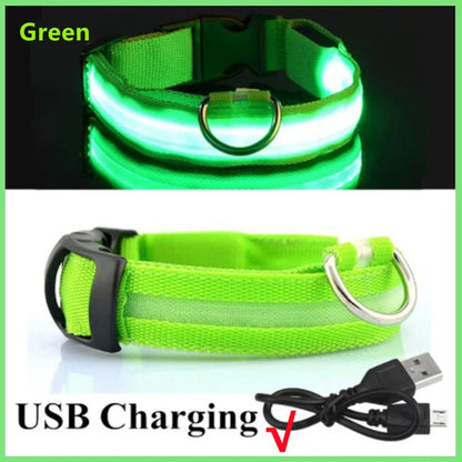 LED Glowing Dog Collars Rechargeable - Pawsyhome