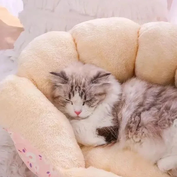Cat Beds