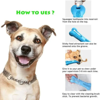 Dog Dental Care