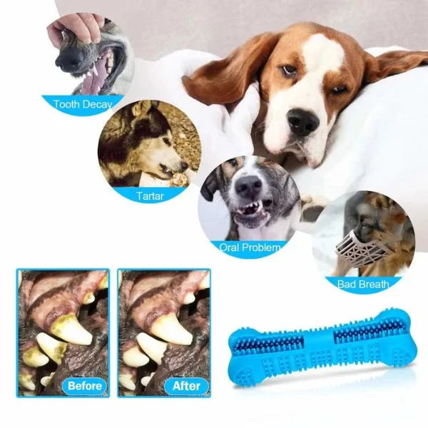 Dental Care For Dogs