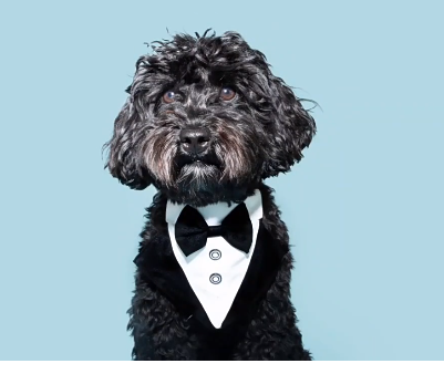 Bandana Esmoquin para Perros y Gatos con Moño - Collar Formal de Boda